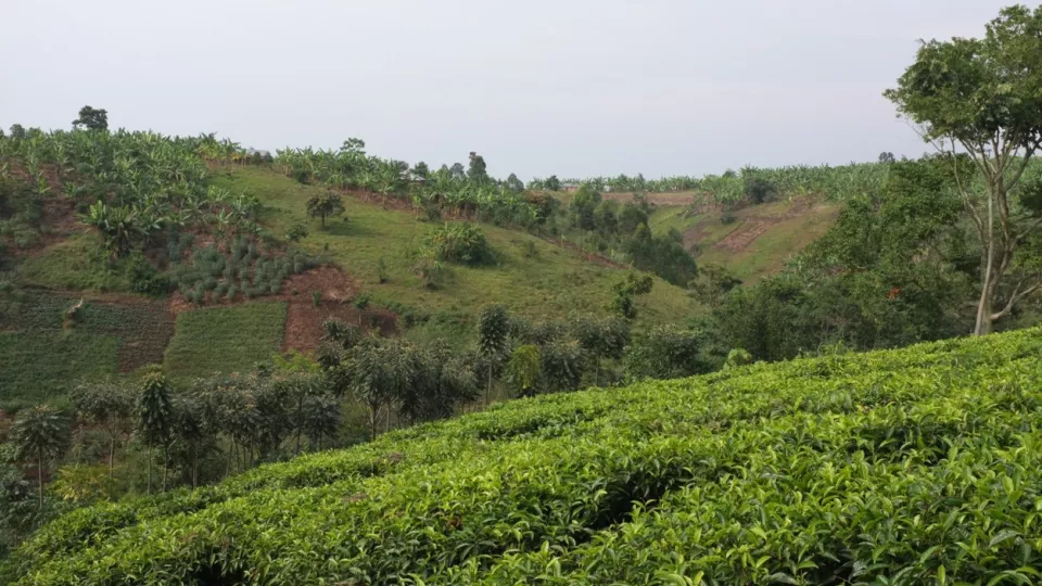 Hilly landscape in Uganda. Photo: 
