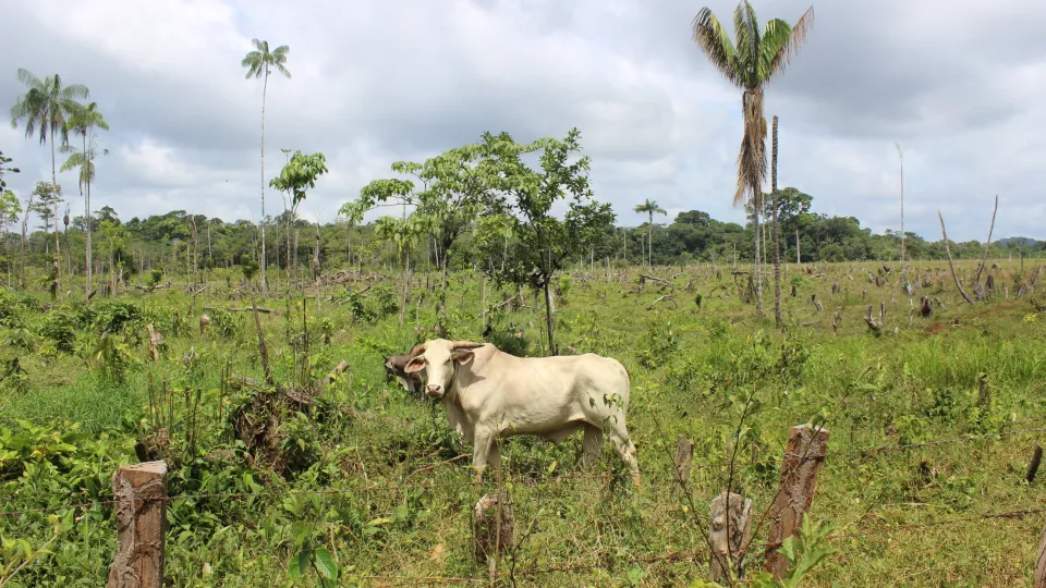 A cow in a field in Vaupes, Colombia. Photo: Torsten Krause.