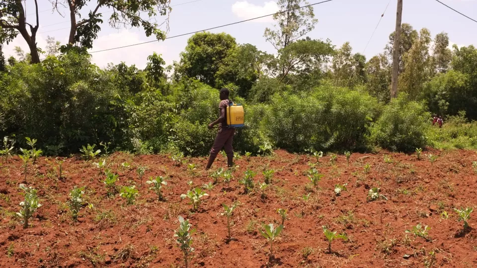 Pesticide use in Uganda. Photo.