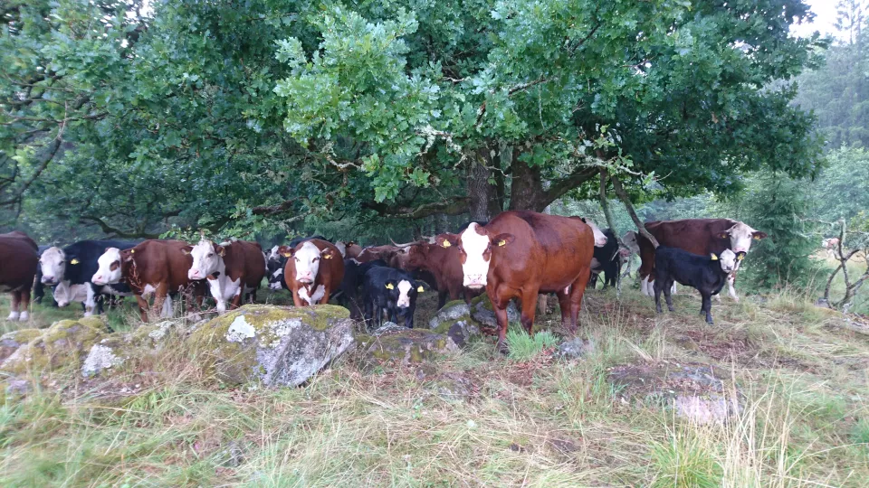 cows staying under a tree. Photo.