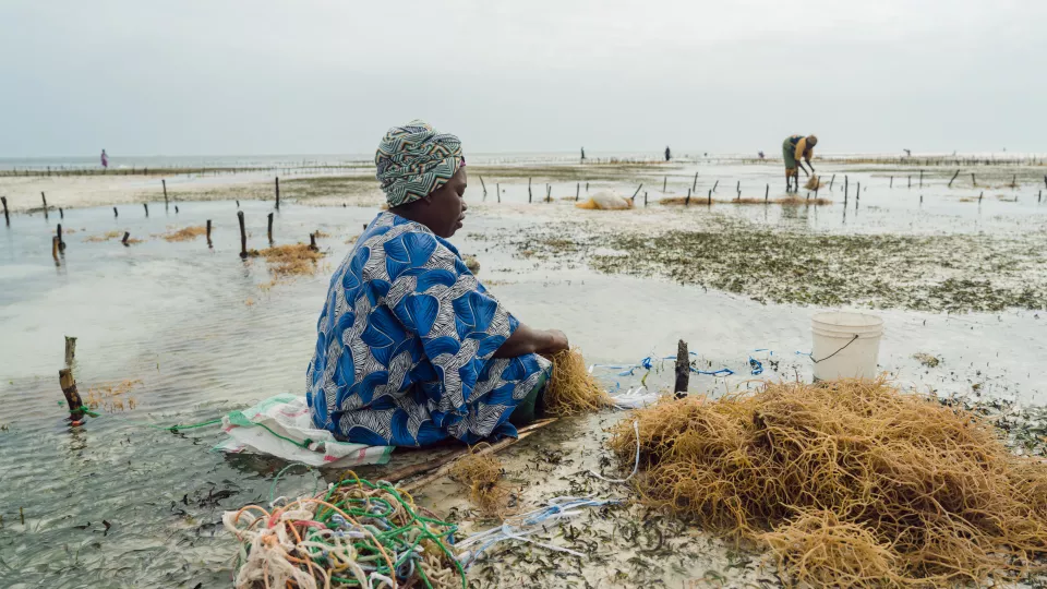 seaweed farmers in Zanzibar. Photo.