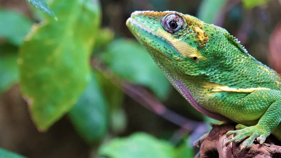 A lizard in a jungle. Photo: Pixabay.