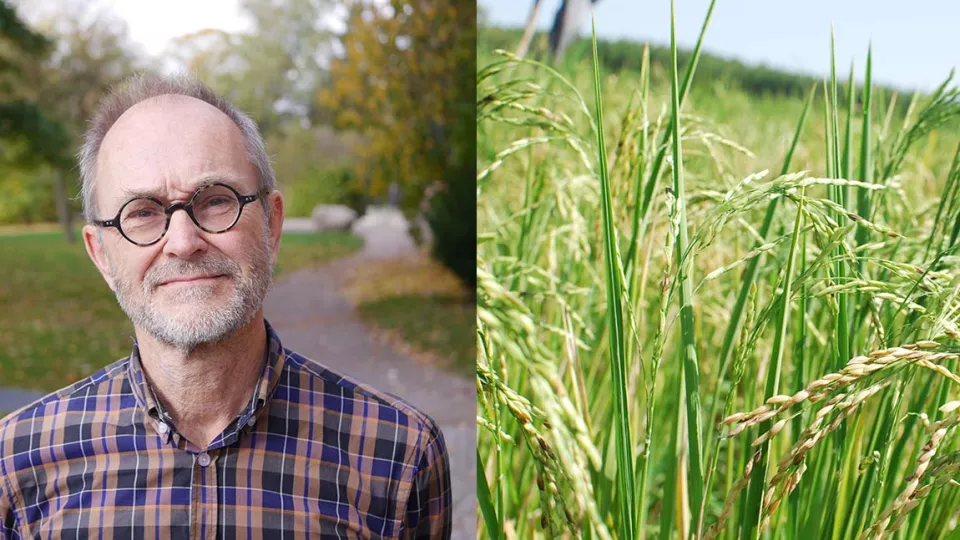 Lennart Olsson and perennial wheat grass. Photo.