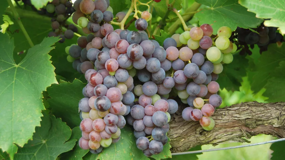 Wine grapes. Photo: Unsplash.