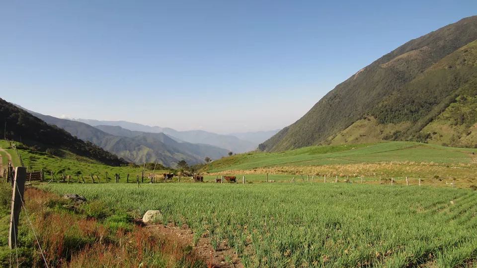 The Colombian Andes - a photo of a field in the Andes. Photo: aura Betancur Alarcón.