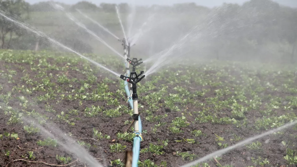 An agricultural field irrigated by water. Photo.