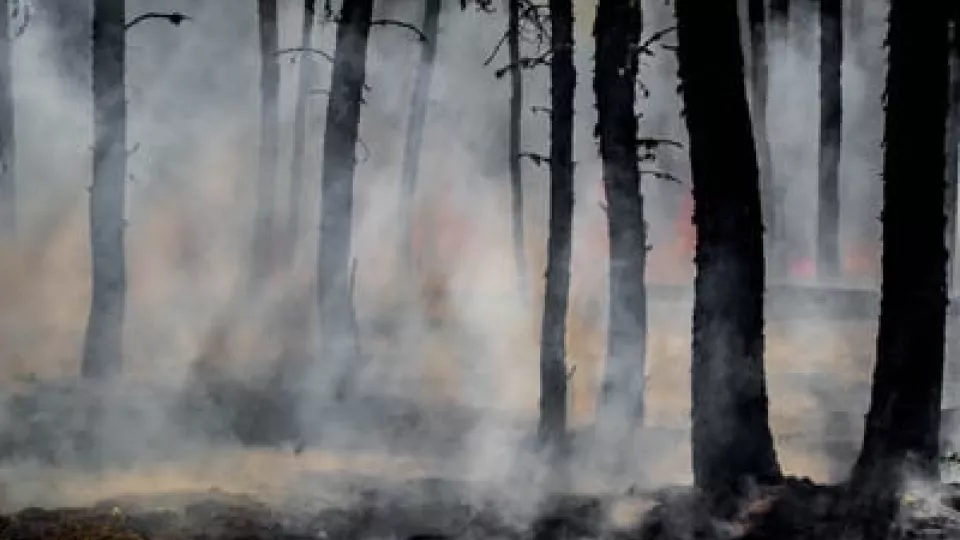 Forest fires in a forest. Photo.