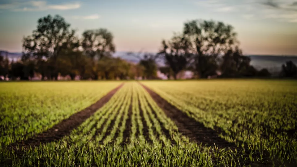 An agricultural field with trees in the background. Photo: Unsplash..