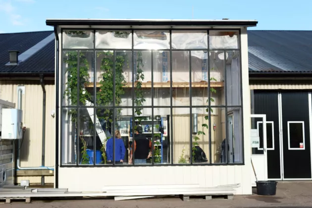 Exterior of a greenhouse on a sunny day. Through the glass you see hop plants and people inside the greenhouse. Photo.