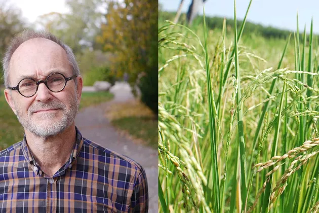 Lennart Olsson and perennial wheat grass. Photo.