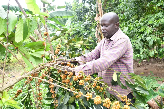 A man picking coffee.