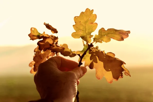 A hand holding a flower by congerdesign from Pixabay.