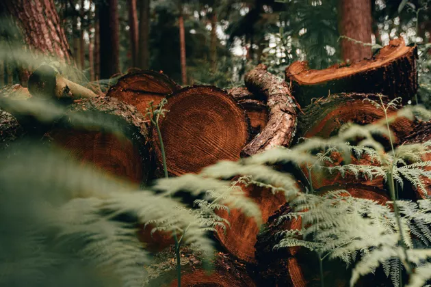 A forest with cut down trees. Photo: Unsplash.