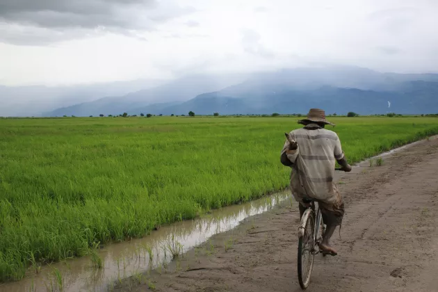A man cycling on a road beside fields in Sub-Saharan Africa. Photo.