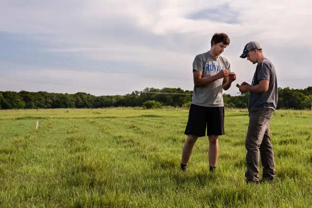 perennial agriculture