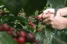 Hands holding coffee beans. Photo.