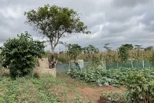 A small-holder farm in Ghana with different fields. Photo.