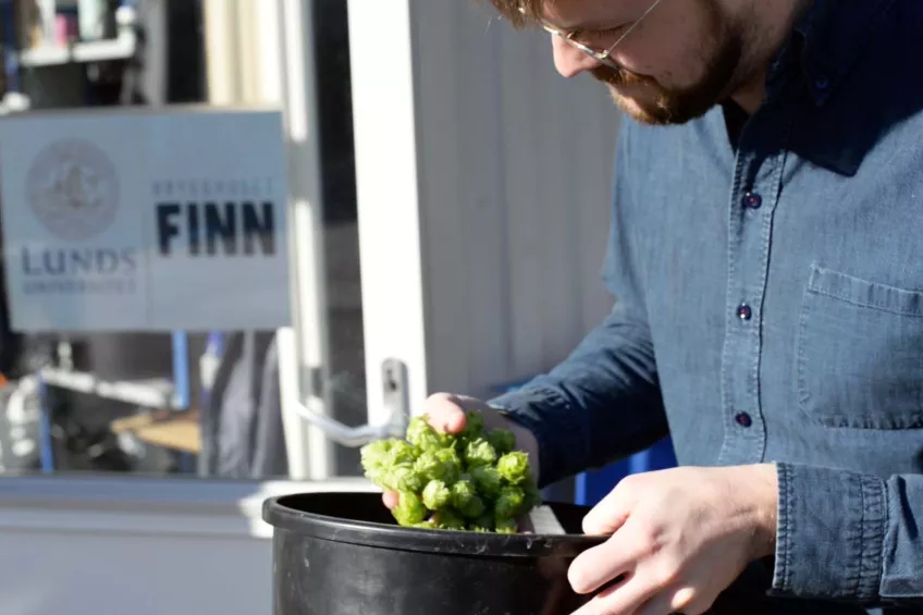 Joacim Larsen, director of brewery Brygghuset Finn looks at newly harvested hops that he holds in his hand. Photo.