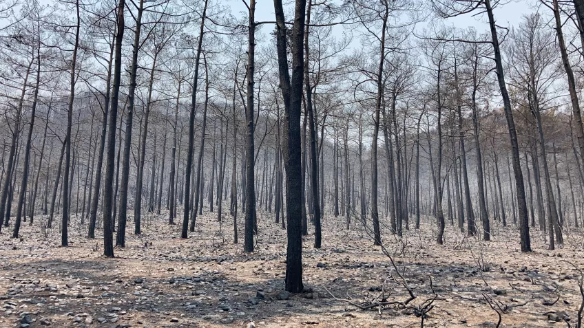 forest after wildfires. Photo.