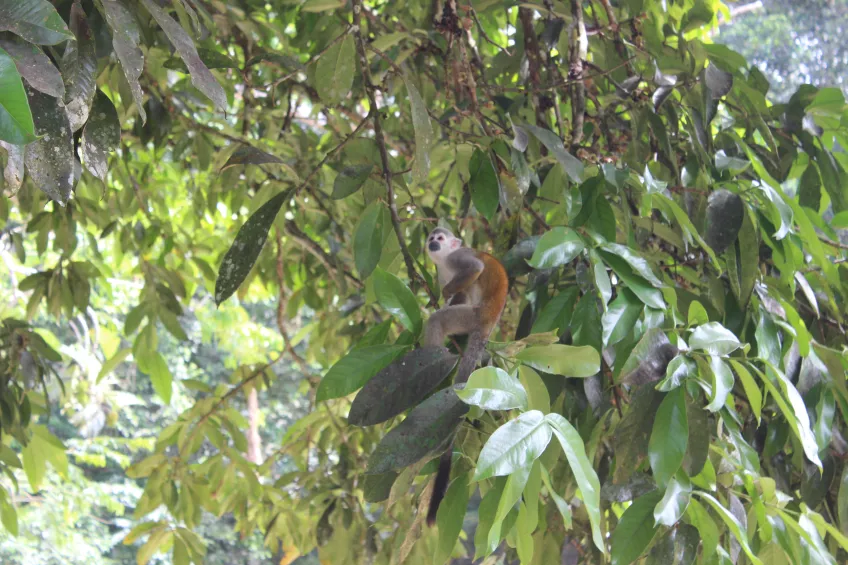 Squirrel monkey. Photo: Torsten Krause.